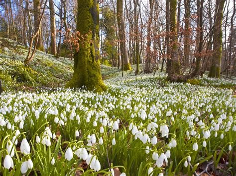 Snowdrops, Dumfries, Scotland | Beautiful nature, Flower field, Nature