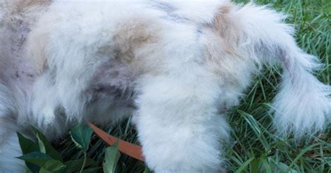 The Symptoms, Causes, and Treatments of Alopecia in Dogs | PetGuide