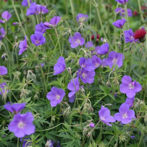 #Geranium 'Orion' #cranesbill #violet #purple Geranium Care, Perennial ...