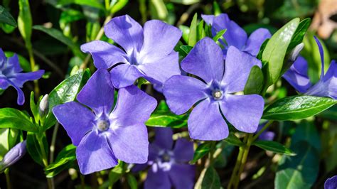 How To Care For A Periwinkle Flower