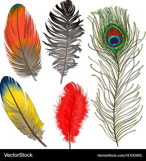 Different Types Of Bird Feathers