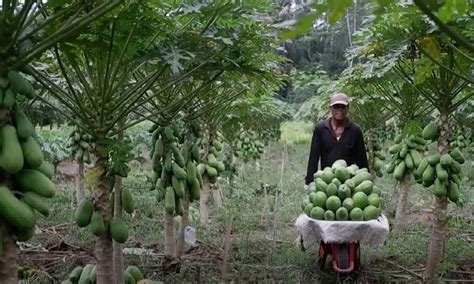 Pupuk untuk pepaya agar berbuah lebat, Tingkatkan Panen Pepaya