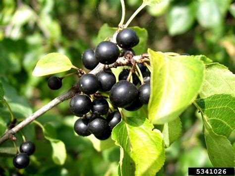 Buckthorn, Common | Vermont Invasives