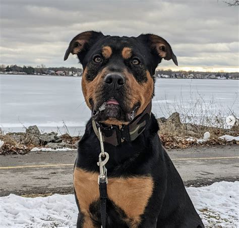 Rottweiler Mastiff Mix - A Giant Crossbreed | A-Love-Of-Rottweilers