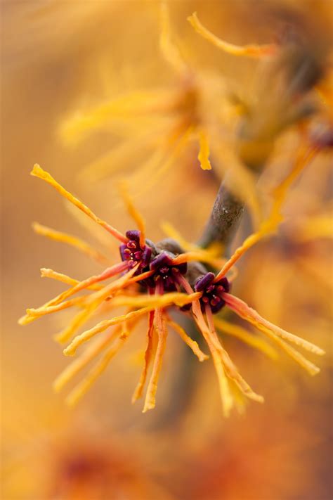 Orange Blooming Bush Free Stock Photo - Public Domain Pictures