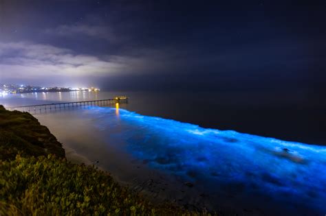 Bioluminescence In Nature