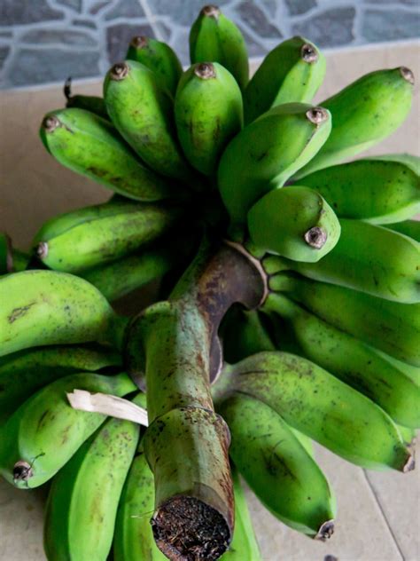 How to Cook Burro Bananas: A Detailed Step by Step Guide - Alkaline ...