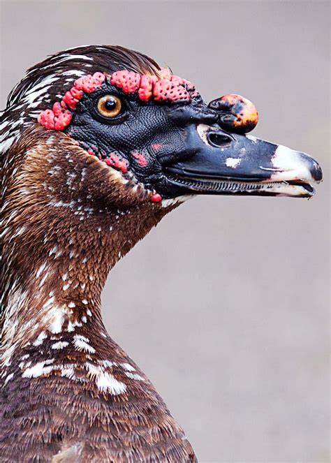 33 Muscovy Duck Facts: Red-Faced Musky Duck-Goose | JustBirding.com