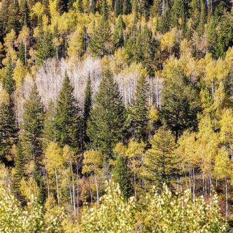 Little Cottonwood Canyon Fall Color Photograph by Donnie Whitaker - Fine Art America