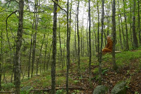 Monk meditating in forest | Tisarana Buddhist Monastery Photo Gallery