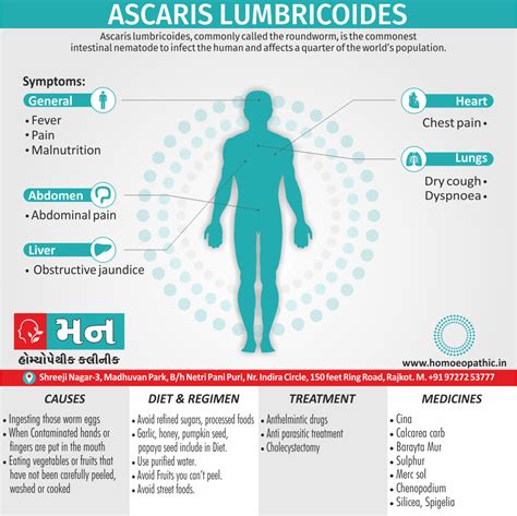 Ascaris Lumbricoides (Roundworm) - Mann Homeopathy Clinic Rajkot