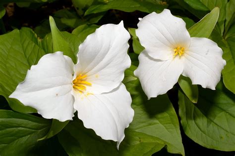 Get Your Botany On!: Large-flowered Trillium