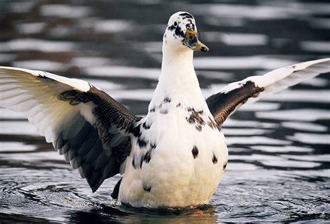 Black and White Duck: Evolution, Breeding, and Unique Plumage | by Anum Najeeb | Gardening ...