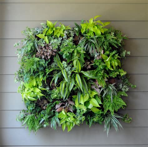 Wall Of Living Plants at Roy Williams blog