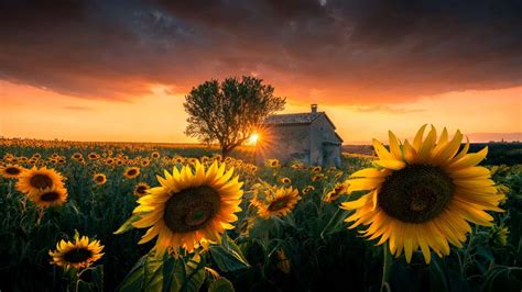 Sunflowers PREMIUM - тема Windows 10 с подсолнухами - MSoffice-Prowork.com