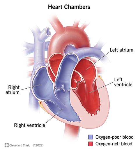 Chambers of the Heart