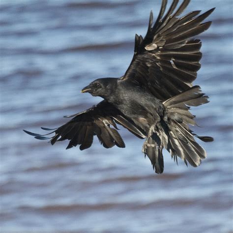 Crow landing photo - Paul Lantz photos at pbase.com