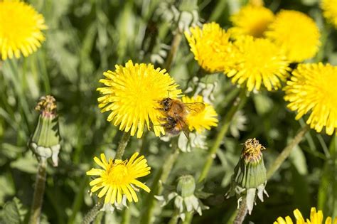 Pollination Of Flowers Large Bumblebee Pollination Of Spring Yellow Flowers Large Bumblebee ...