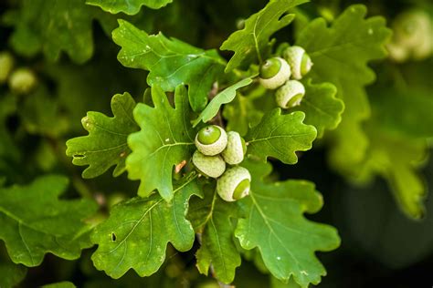 Oak Trees and Acorn Production: Weather, Location, and Other Factors