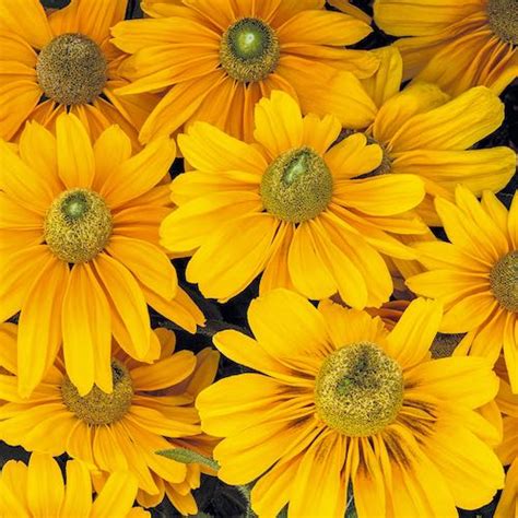 Rudbeckia Flower Seeds: 12 Blacked-eyed Susans - Annual Flowers