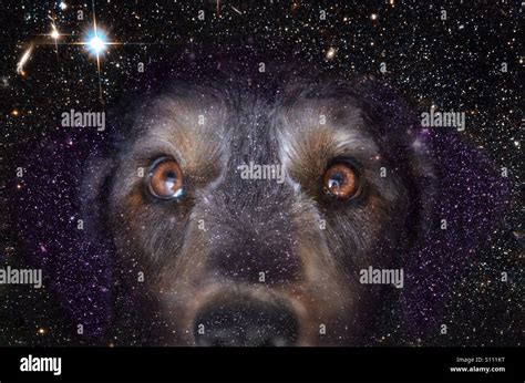 The Brightest Star in the night sky is Sirius... The "Dog Star Stock Photo: 310424572 - Alamy