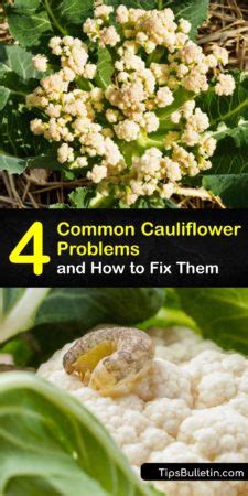 Cauliflower Diseases - How to Revive Your Cauliflower Plants