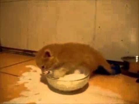 Kitten challanging milk bowl : r/WTF