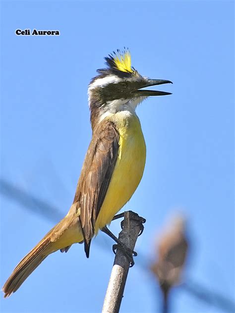 brazilian, Wild, Birds, Brazil Wallpapers HD / Desktop and Mobile ...