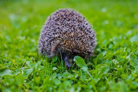 West European Hedgehog ,Erinaceus Europaeus.Young Hedgehog in Natural ...