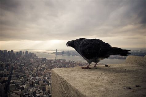 New York Pigeon : pics