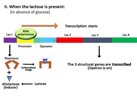 The Lactose Operon – The Biotech Notes