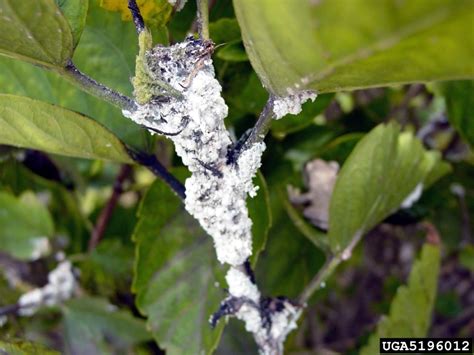 pink hibiscus mealybug (Maconellicoccus hirsutus)