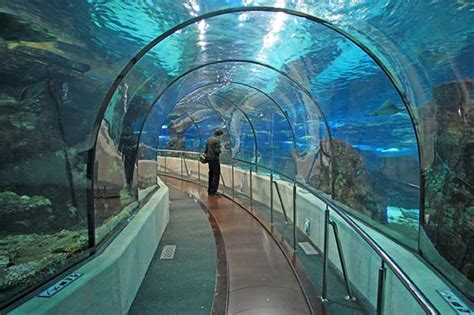 Barcelona Aquarium - Info & Tickets l'Aquarium