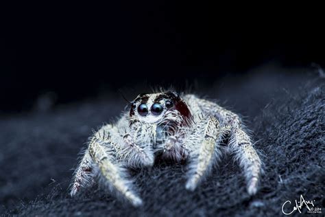 Heavy Jumper Spider (Hyllus Giganteus: Salticidae) | Jumping spider, Spider pictures, Spider