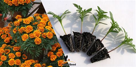 How To Start Marigolds - Crazyscreen21