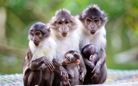 Wallpaper Animals family, monkey, mother, baby 1920x1200 HD Picture, Image