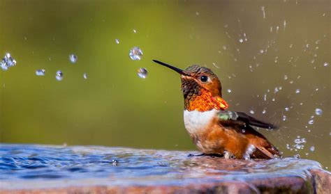 Attract Birds With Birdbaths | All About Birds