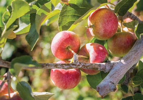 The hard trials of growing cider apples – Good Fruit Grower