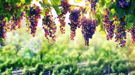 Grape Vine, grapevine HD wallpaper | Pxfuel