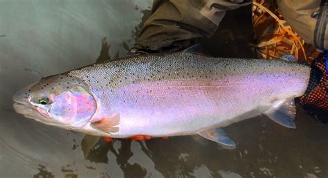 Washington state symbols: Fish - Steelhead trout