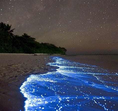 Bioluminescent Phytoplankton. : r/pics