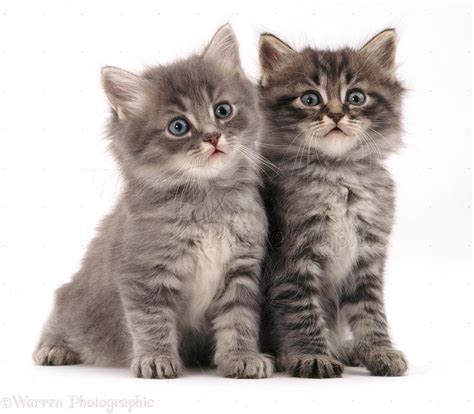 Two fluffy kittens photo - WP09417