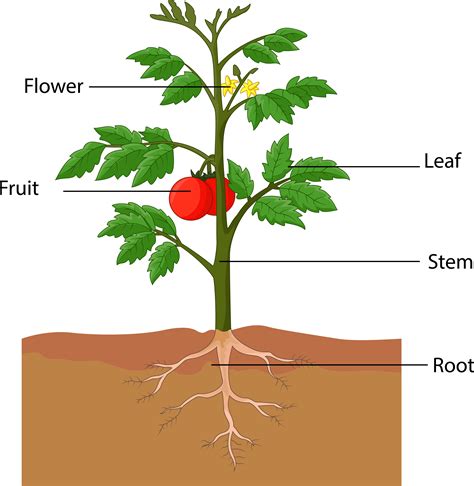 Parts Of Plants For Kindergarten