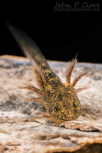 Eastern Tiger Salamander larva (Ambystoma tigrinum) | Flickr