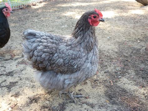 Rhode Island Blue - Mt Healthy Hatcheries Black Chickens, Chickens And Roosters, Blue Chicken ...