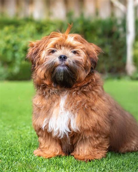 Bichon Frise Mixes: 34 Fluffy Crossbreeds You'll Want to Cuddle