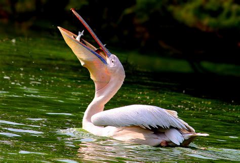 The Fisherman Bird - Pelican | Facts For Kids, Wild Life & Nature « Kinooze