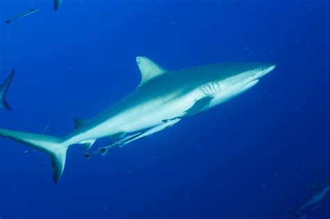 Carcharhinus amblyrhynchos