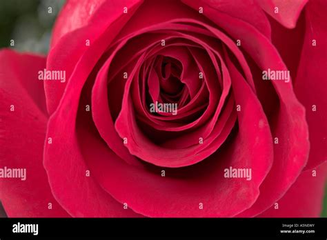 Whorls of rose Petals Stock Photo - Alamy