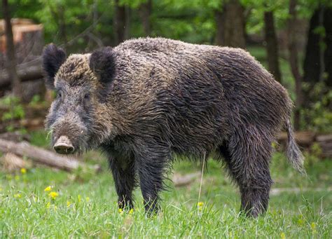 Any tips for deterring wild boar /wild hogs while camping? There are ...